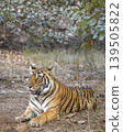 Female Bengal tiger lying in dry forest at Ranthambore National Park 139505822