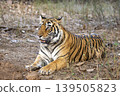 Female Bengal tiger lying on forest floor at Ranthambore National Park 139505823