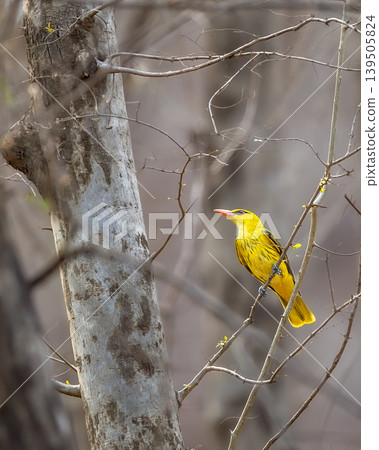 Indian golden oriole perched on branch at Ranthambore National Park Indian golden oriole perched on branch at Ranthambore National Park 139505824