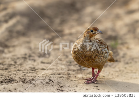 Grey francolin standing on sandy track at Ranthambore National Park Grey francolin standing on sandy track at Ranthambore National Park 139505825