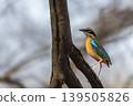 Indian pitta perched on tree branch at Ranthambore National Park 139505826