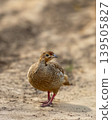 Grey francolin standing on sandy ground at Ranthambore National Park 139505827