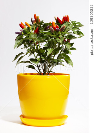 Bush of indoor decorative pepper on a white background Bush of indoor decorative pepper on a white background 139505832