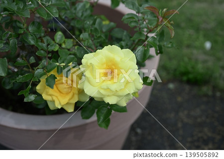 Yellow roses, roses, flowers, early summer, summer, rainy season, May 139505892