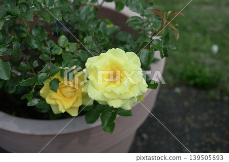 Yellow roses, roses, flowers, early summer, summer, rainy season, May Yellow roses, roses, flowers, early summer, summer, rainy season, May 139505893