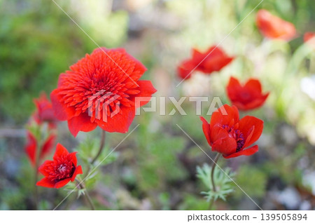 red anemone 139505894