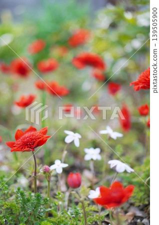 red anemone red anemone 139505900