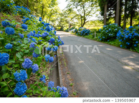 紫陽花山公園_19 紫陽花山公園_19 139505907