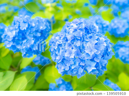 紫陽花山公園_16 紫陽花山公園_16 139505910