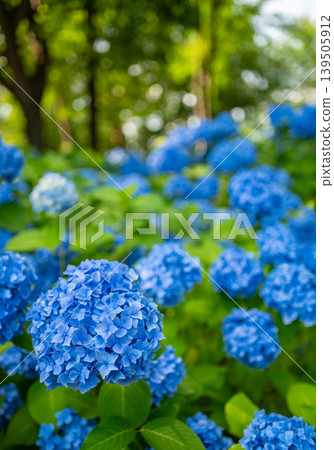 紫陽花山公園_14 紫陽花山公園_14 139505912
