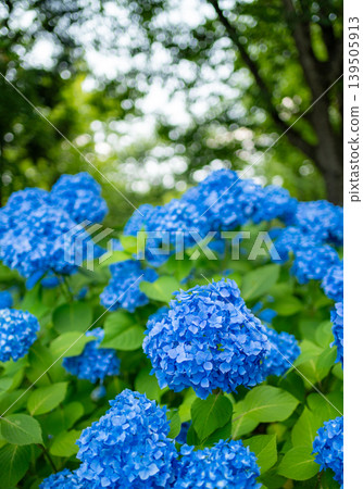 Hydrangea Mountain Park_01 Hydrangea Mountain Park_01 139505913