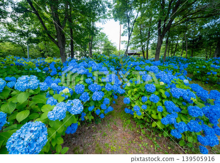 紫陽花山公園_10 139505916