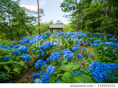 紫陽花山公園_07 139505919