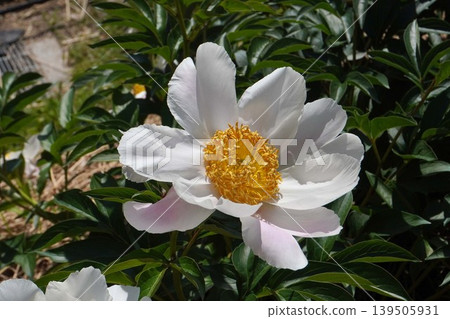 Peony flower "Silver Moon" May 2026 Peony flower "Silver Moon" May 2026 139505931