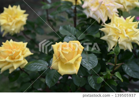 Yellow roses, roses, flowers, early summer, summer, rainy season, May Yellow roses, roses, flowers, early summer, summer, rainy season, May 139505937