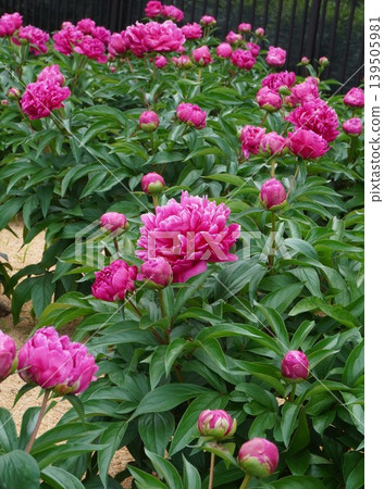 Peony flower "Aurora" May 2026 Peony flower "Aurora" May 2026 139505981
