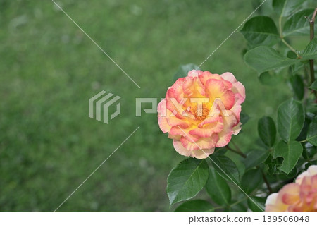 玫瑰花、橙花、初夏、雨季、五月圖片 139506048