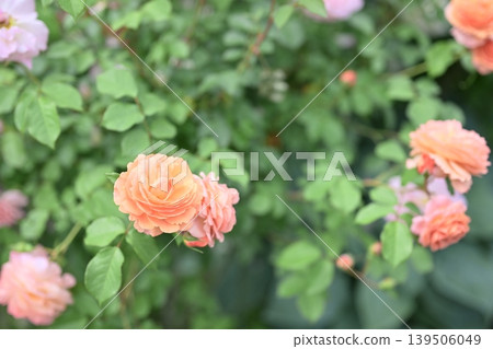玫瑰花、橙花、初夏、雨季、五月圖片 玫瑰花、橙花、初夏、雨季、五月圖片 139506049