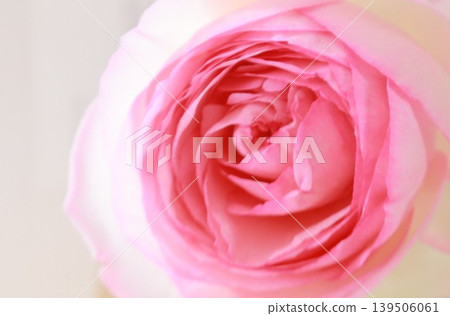 Beautiful pink roses Beautiful pink roses 139506061