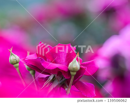 紅玫瑰 紅玫瑰 139506062