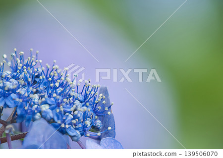 The stamens of a blue hydrangea. The stamens of a blue hydrangea. 139506070