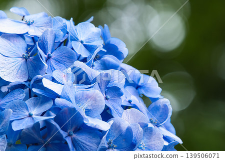 Blue hydrangea Blue hydrangea 139506071