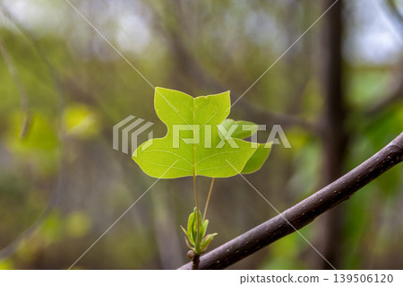 清晨陽光下，日本楓樹（Acer pictum）的幼葉清晰可見葉脈 [無患子科] 139506120
