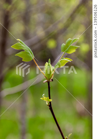清晨陽光下，日本楓樹（Acer pictum）的幼葉清晰可見葉脈 [無患子科] 139506126