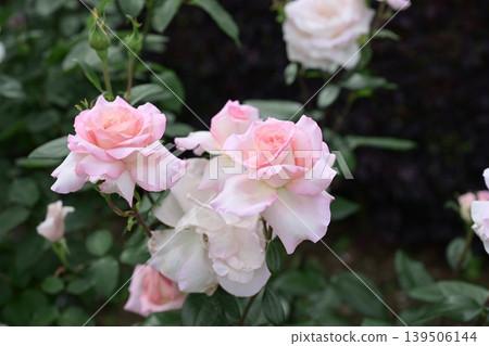 Roses, pink and white flowers, rainy season, early summer, May image Roses, pink and white flowers, rainy season, early summer, May image 139506144