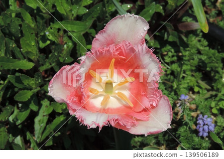 A spring garden with fringed tulips that have opened from directly above, bathed in sunlight. A spring garden with fringed tulips that have opened from directly above, bathed in sunlight. 139506189