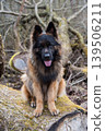German Shepherd Dog in profile view on nature in the forest 139506211