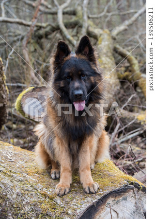German Shepherd Dog in profile view on nature in the forest 139506211