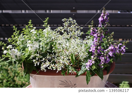 Angelonia and Euphorbia planted together Angelonia and Euphorbia planted together 139506217