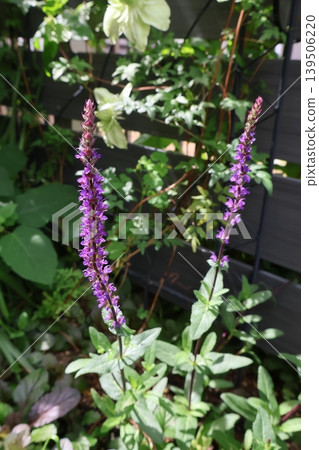Purple flowers of Salvia nemorosa 'Caradonna' Purple flowers of Salvia nemorosa 'Caradonna' 139506220