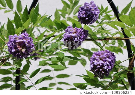 美洲紫藤的紫色花朵 美洲紫藤的紫色花朵 139506224