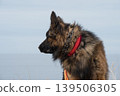 German Shepherd Dog on the beach at sea 139506305