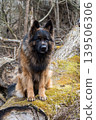 German Shepherd Dog in profile view on nature in the forest 139506306