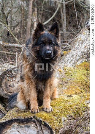 German Shepherd Dog in profile view on nature in the forest German Shepherd Dog in profile view on nature in the forest 139506306
