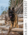 German Shepherd Dog on the beach at sea 139506307