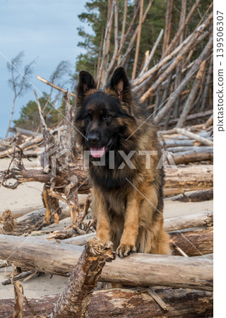 German Shepherd Dog on the beach at sea German Shepherd Dog on the beach at sea 139506307