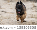 German Shepherd Dog on the beach at sea 139506308