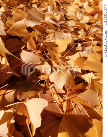 The golden ginkgo leaves scattered across the ground, bathed in autumn sunlight. The golden ginkgo leaves scattered across the ground, bathed in autumn sunlight. 139506377