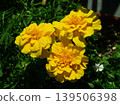 Three yellow marigolds 139506398