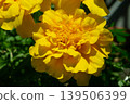 Yellow marigold flowers 139506399