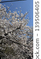 Cherry blossoms in full bloom shining in the blue sky 139506405