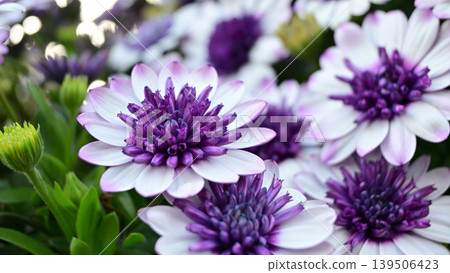 Osteospermum in full bloom, shining in the spring sunshine. Osteospermum in full bloom, shining in the spring sunshine. 139506423