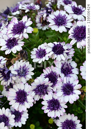 A blurred background of an osteospermum variety with purple flowers. A blurred background of an osteospermum variety with purple flowers. 139506424