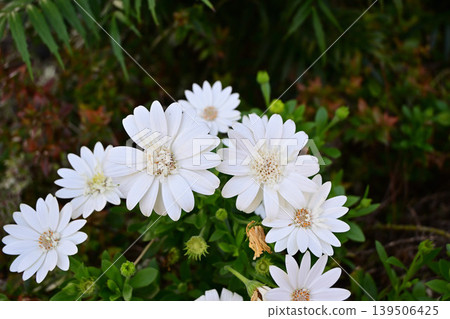 Osteospermum white flower Osteospermum white flower 139506425