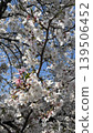 Cherry blossoms in full bloom 139506452