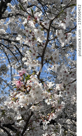 Cherry blossoms in full bloom 139506452